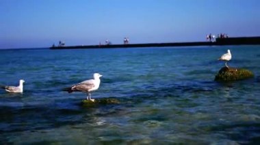 Martılar rıhtımın arka planında insanlarla uçar ve yüzer. Güneşli bir havada, mavi suyla Karadeniz 'de çekim yapmak..