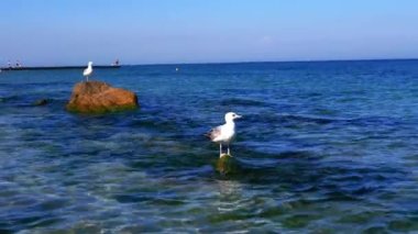 Kameraya bakarak kayalıklarda iki martıya yakın çekim yapmak. Derin mavi su durgun, küçük dalgalarla.