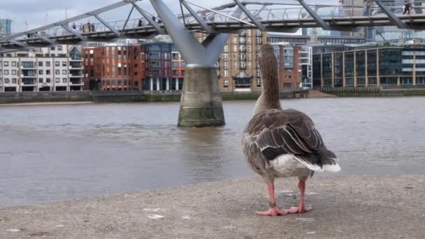 Primo Piano Anatra Sulle Rive Del Tamigi Londra Sullo Sfondo — Video Stock