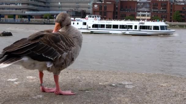 Een Eend Reinigt Zijn Veren Tegen Achtergrond Van Rivier Theems — Stockvideo