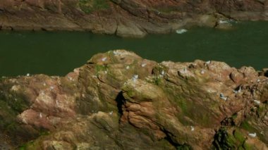 Doğu İskoçya açıklarında bir sürü deniz kuşuyla uçurum vurmak. Çerçevede, güneş tarafından aydınlatılmış taşlar, sudan yeşil..