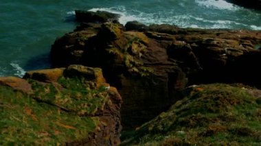 Deniz tarafından nemden yeşile dönen bir kayanın üzerindeki durağan bir çerçeve. Martılar bir kayanın üzerinde dinleniyor..
