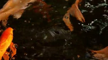 Küçük bir ev akvaryumunda baloncuklu balık avlamak. Mini akvaryumdaki egzotik balıkların güzel görüntüleri..