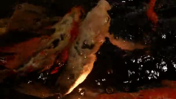 Filmando Peixes Amarelos Laranja Nadando Pequeno Aquário Alguns Peixes Tentam — Vídeo de Stock