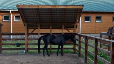 Çayırdaki bir gölgeliğin altında duran siyah bir atın görüntüsü. Komşu otlaktan bir at çerçeveye giriyor ve cibinlik takıyor..