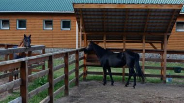 Ahırın yakınındaki otlaklarda farklı renklerde iki atın çekimleri. Yaz mevsiminde gündüz çekim yapmak. Çerçevedeki en önemli şey, otlağın etrafında yürüyen güzel siyah bir at..