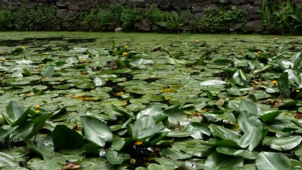 Filming Mother Duck Her Duckling Overgrown Artificial Pond Water Lily — Stockvideo