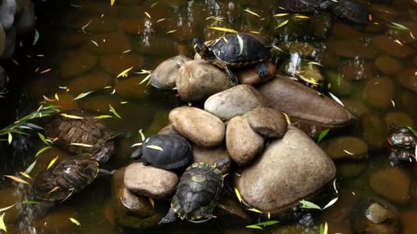 Filming Group Turtles Resting Rocks Turtles Catch Rays Bask Warm — 비디오