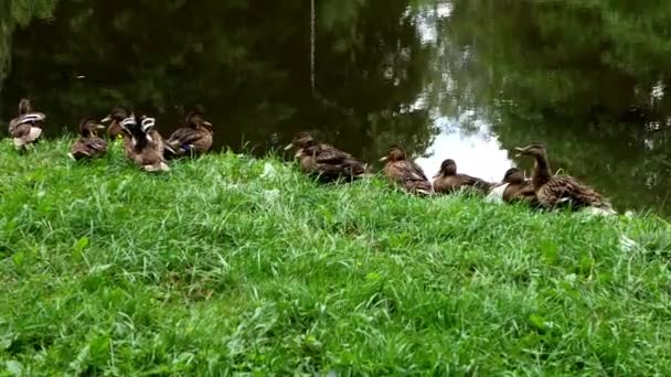 Shooting Flock Ducks Resting Grass Lake Ducks Move Place Place — Stockvideo