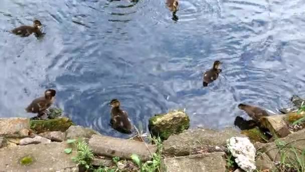 Verschillende Wilde Eenden Zwemmen Een Meer Met Een Stenen Oever — Stockvideo