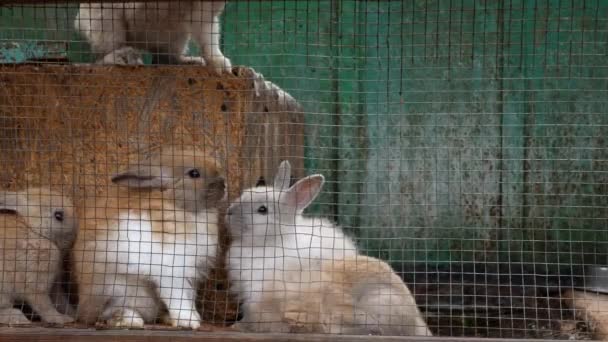 Filming Baby Rabbits Rubbing Cage Sniffing One Rabbits Climbed Wooden — Stockvideo
