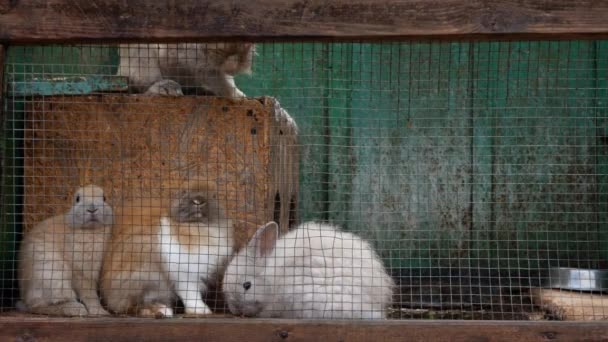 Shooting Fluffy Rabbits Cage Moving Noses Rabbit Stands Its Hind — Stockvideo