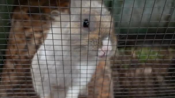 Close Shot Rabbit Sniffing Cage Curious Fluffy Rabbit Strives Get — Stockvideo