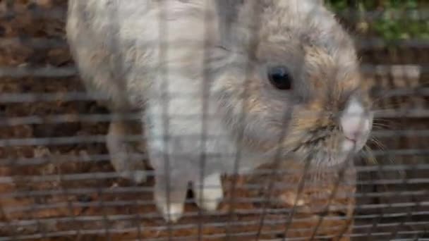 Shooting Cute Fluffy Rabbit Actively Moves His Nose Stands His — Stockvideo