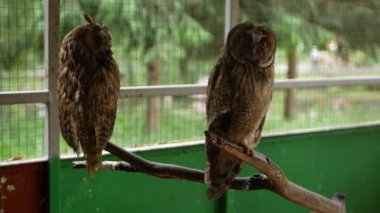Two sad owls sit on a branch in a cage. Beautiful shots from the zoo of wild animals.