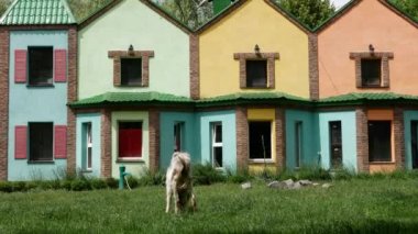 Shooting of a gray goat grazing against the background of colorful houses. Bright picture on a clear day.