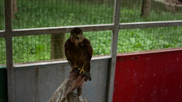 Large Wild Hawk Sits Stick Cage Background Lattice Which Green — Stockvideo