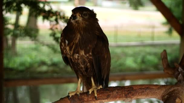 Shooting Beautiful Hawk Sitting Branch Cage End Yellow Paws Large — Vídeo de Stock