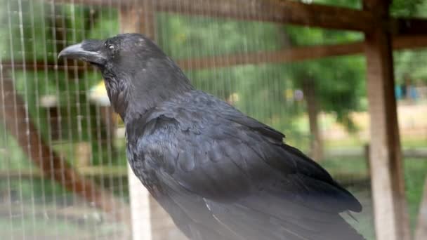Shooting Large Black Crow Captivity Raven Constantly Chirping — Vídeo de Stock
