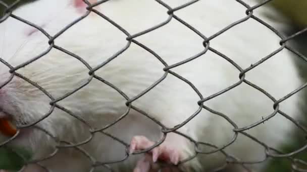 Shot Albino Nutria Taking Food Hands Large Yellow Teeth Protrude — Stockvideo