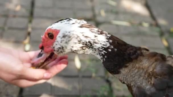 Big Duck Pecks Food Girls Hand Macro Photography Front Duck — Video Stock