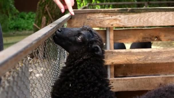 Girl Feeds Hands Young Black Sheep Fence Background Another Aviary — Vídeos de Stock