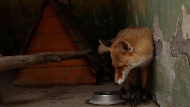 Close Shot Fox Small Enclosure Simulating Its Habitat Beautiful Footage — Wideo stockowe
