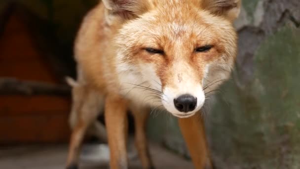 Shooting Wild Fox Close Focus Muzzle Background Bit Blurry — Stockvideo