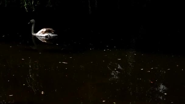 Большой Белый Лебедь Плывет Через Темную Воду Сторону Других Лебедей — стоковое видео