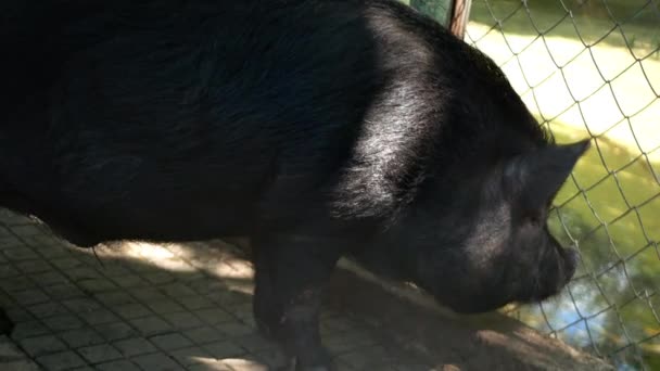 Cerdo Vietnamita Negro Mira Través Una Rejilla Estanque Agua Verde — Vídeo de stock