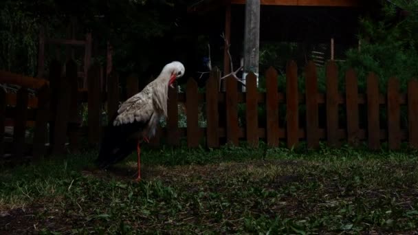Large Stork Stands Green Grass Cleans Its Feathers Its Beak — Video Stock