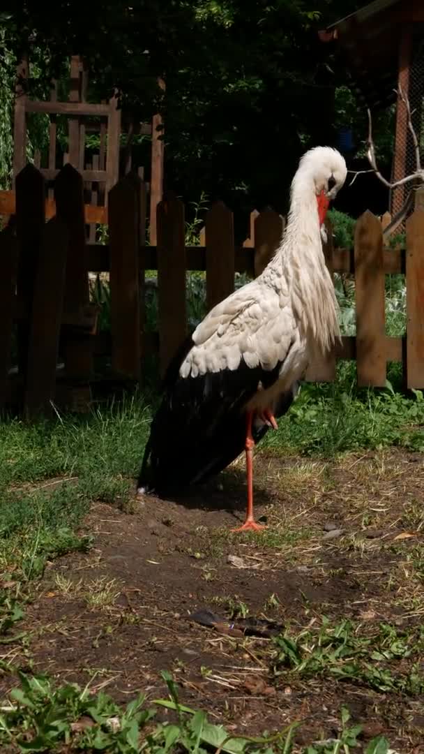 Vertical Video Stork Front Fence Which Cleans Feathers Its Beak — Video Stock