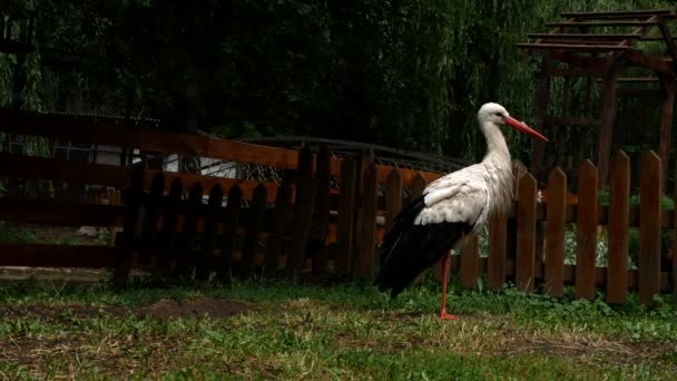 Красивий Чорно Білий Лелека Стоїть Тваринному Парку Рамка Показує Траву — стокове відео