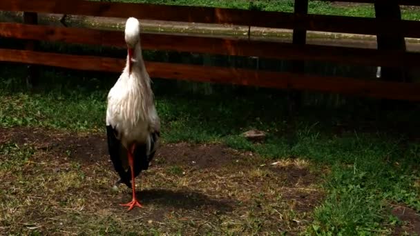 Filming Stork Which Stands Wooden Fence Itches Beautiful Footage Wild — Stockvideo