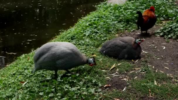 Two Gray Guinea Fowls Small Rooster Graze River Bank Beautiful — Video Stock