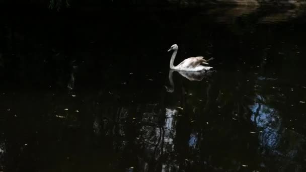 Een Zwevende Witte Zwaan Neerschieten Een Spiegeloppervlak Zwaan Zwemt Langzaam — Stockvideo