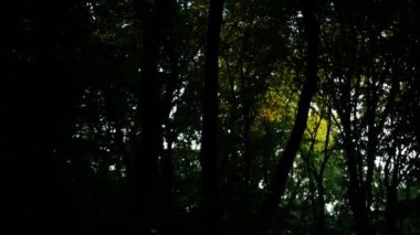 Güneşli boşlukları olan karanlık ve yoğun bir ormanın çekimleri. Yeşillik dallarda yavaş kablolar.