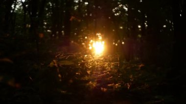 Parlak güneş ışığı sık ormanın içinden doğuyor. Güneş ışığında, otların üzerinde uçamayan bir sürü böcek görebilirsiniz..