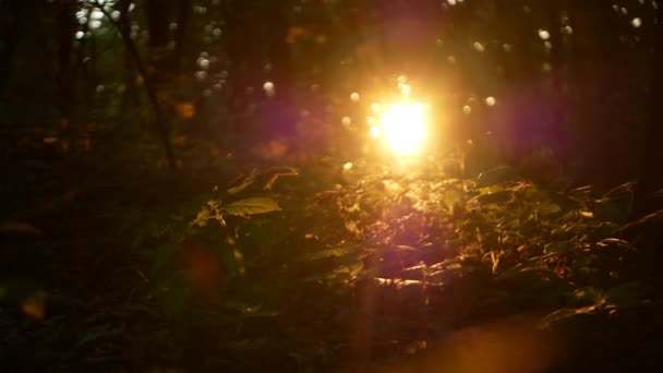 Erdei Lövedék Erős Napfénnyel Ami Áthatol Sűrű Erdőn Kamera Föld — Stock videók