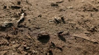 Minyatür bir kara kurbağası yere atlıyor. Ilıman enlemli hayvanlar dünyasının ilginç görüntüleri..