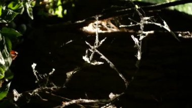Web of a wild spider in a dense forest. Lighted areas of the forest are visible in the background.