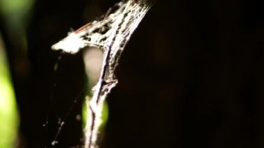 Macro photography of branches in the forest, braided with a spiders web. Shooting wildlife life.
