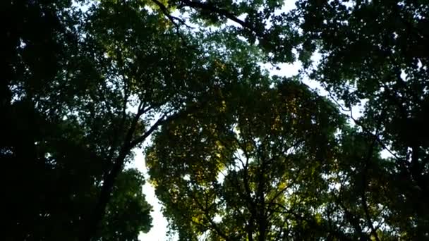 Гладкая Стрельба Коронами Деревьев Голубому Небу Красивые Силуэты Древесных Корон — стоковое видео