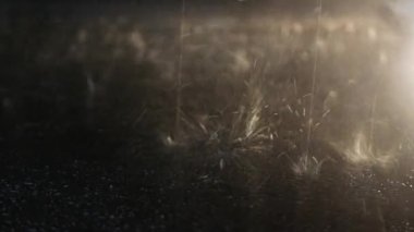 Macro photography of raindrops that break on the asphalt. In the frame you can see the legs of passing pedestrians.