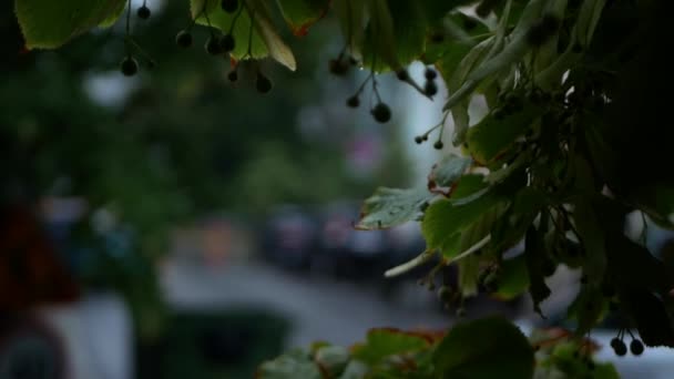 Wet Foliage Rain Cloudy Day Background Road Passing Cars Blurred — Stockvideo