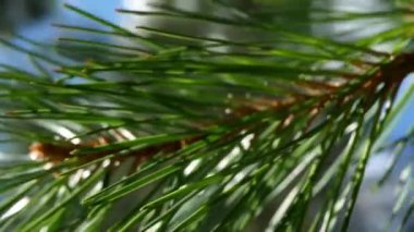 Beautiful pine twig with green swirls close up. Macro shot of a branch with green needles and cones of Scots pine.
