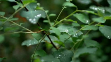 Green bush with beautiful leaves with dew drops. Slow camera panning through the plant.