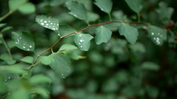 Shooting Green Leaves Rain Strewn Drops Shooting Motion Branches Leaves — Stockvideo