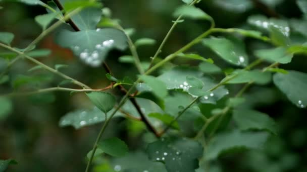 Green Bush Beautiful Leaves Dew Drops Slow Camera Panning Plant — Stockvideo