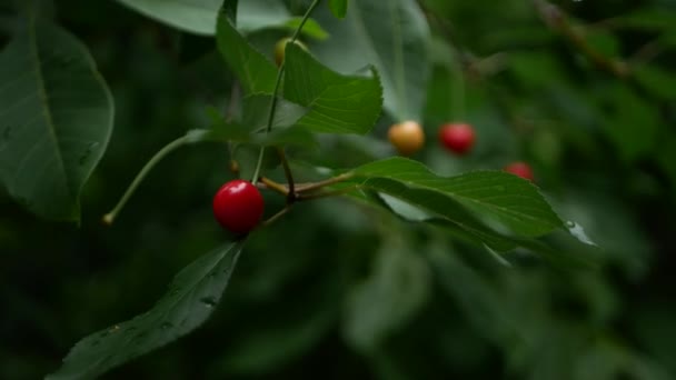 Cherry Branch Ripe Green Berries Sway Wind Beautiful Shots Cherry — Stockvideo